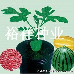 中华一号——其他种子