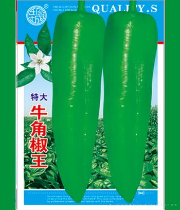 牛角椒王　
