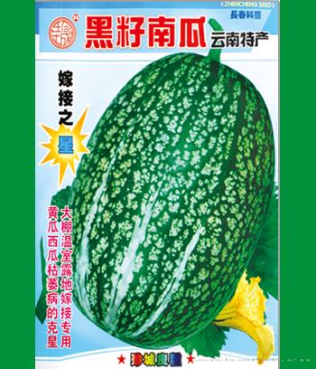 黑籽南瓜　