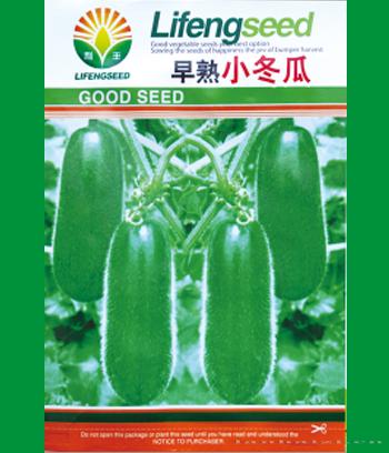 早熟小冬瓜　