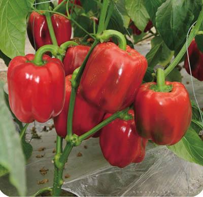甜椒种子--澳洲红甜椒f1