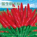 辣椒种子