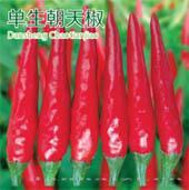 辣椒种子