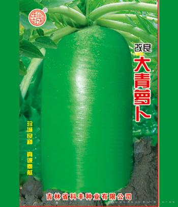 大青萝卜　
