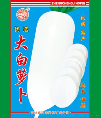 大白萝卜　