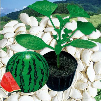 砧木种子--荷兰速合砧木F1