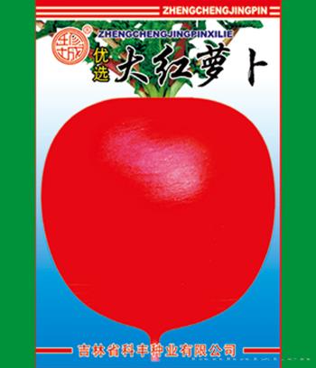 大红萝卜　