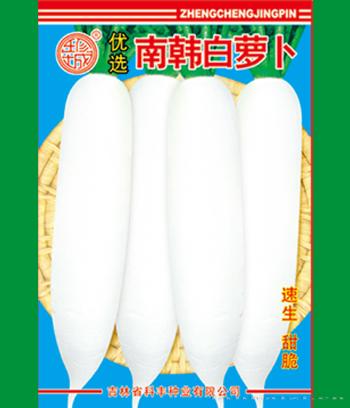 南韩白萝卜　