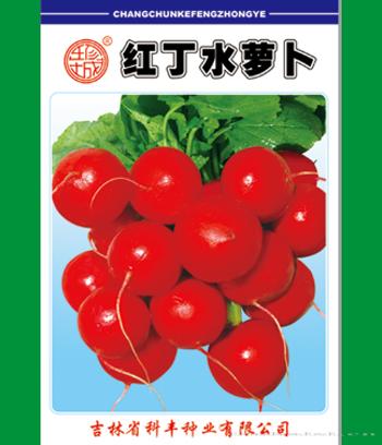 红丁水萝卜　