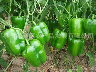 圆椒——茄椒类