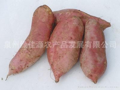 地瓜——薯芋类