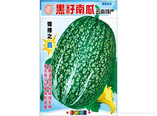 黑籽南瓜