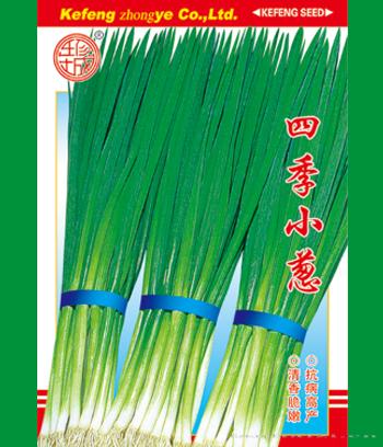 四季小葱　