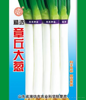章丘巨葱