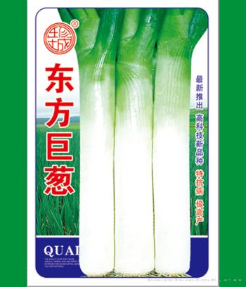 东方巨葱　