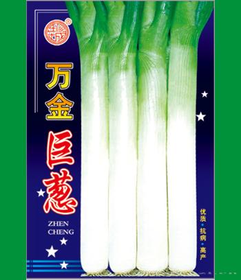 万金巨葱　