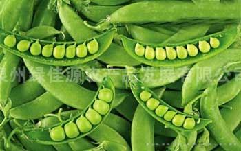 豌豆——豆荚类