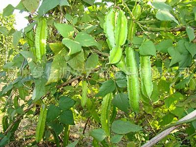 四棱豆——豆荚类