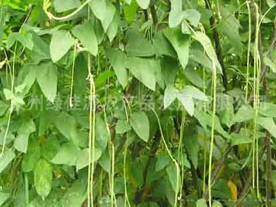 豇豆——豆荚类