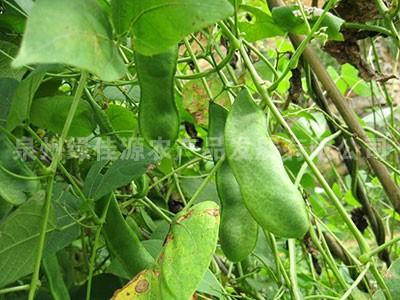 花豆——豆荚类