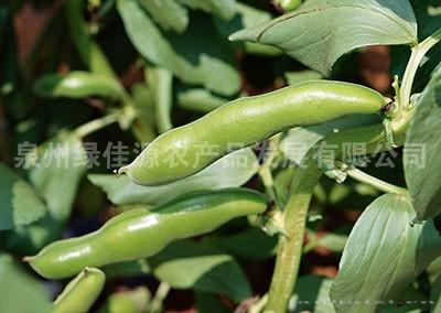 蚕豆——豆荚类