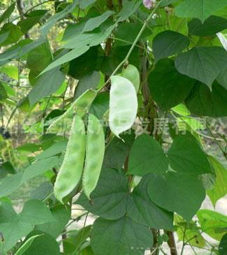 扁豆——豆荚类