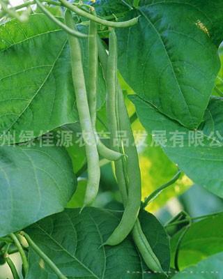 菜豆——豆荚类