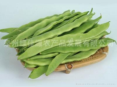 芸豆——豆荚类