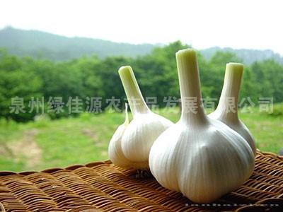 大蒜——葱姜类