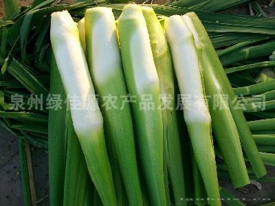 茭白——水生菜类