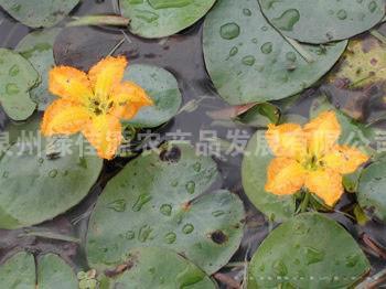 莼菜——水生菜类
