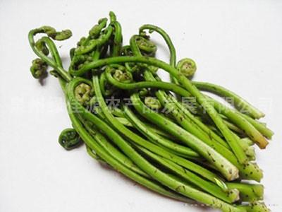 蕨菜——野生菜类