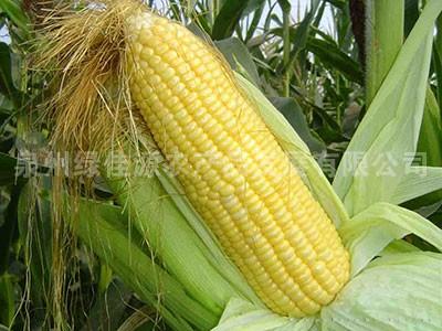 菜用玉米——其他菜类