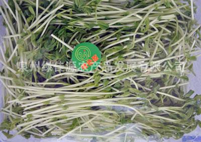 豆芽——其他菜类