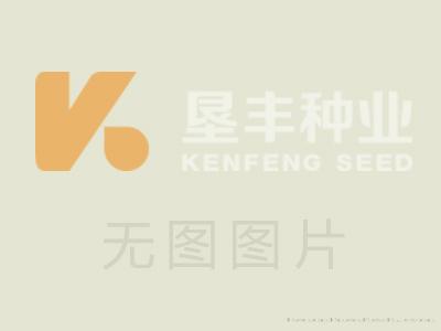 大豆