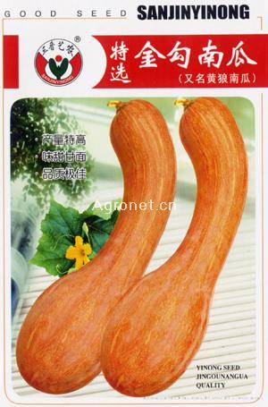  特选金勾南瓜--南瓜种子 