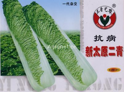 抗病新太原二青--白菜种子 