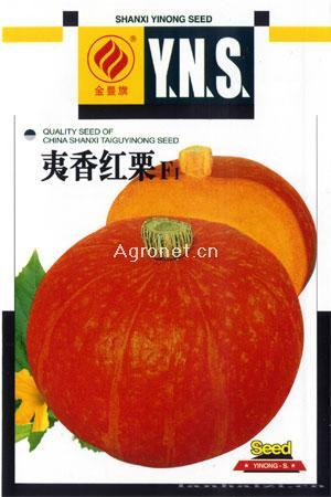  夷香红栗--南瓜种子 