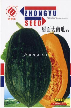  甜面大南瓜--南瓜种子 