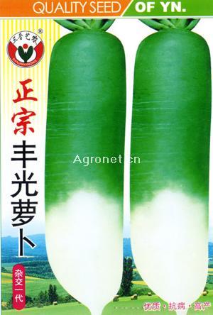 正宗丰光萝卜--萝卜种子 