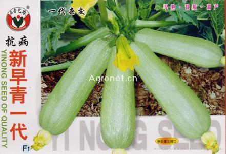 新早青一代西葫芦—西葫芦种子 