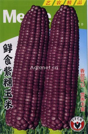 鲜食紫糯玉米—菜用玉米种子 