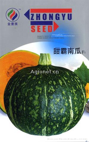 甜霸南瓜--南瓜种子 
