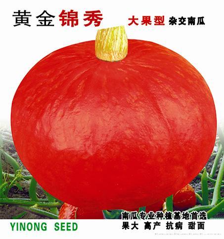 黄金锦绣--南瓜种子 