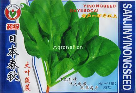 日本春秋大叶菠菜—菠菜种子 