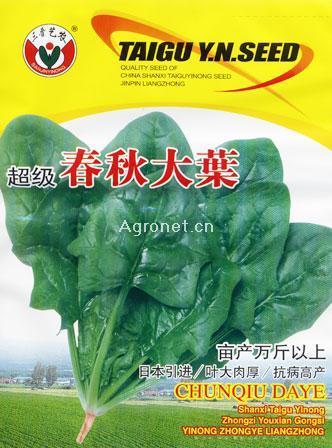超级春秋大叶香菜—香菜种子