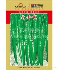 大金线
