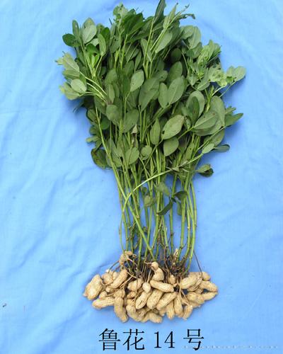 鲁花14号