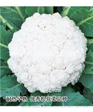 雪松65 