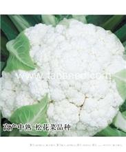 雪松80